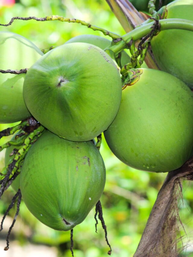 Best healthy food during fever
